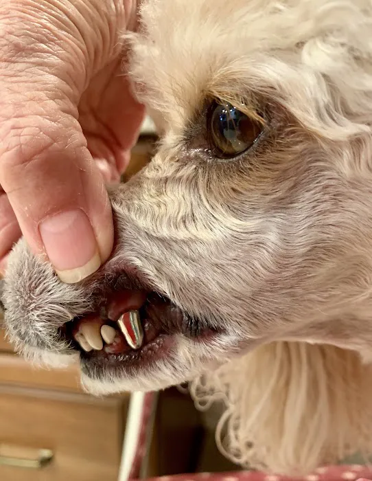 Arizona Veterinary Dental Specialists - Scottsdale Picture 8