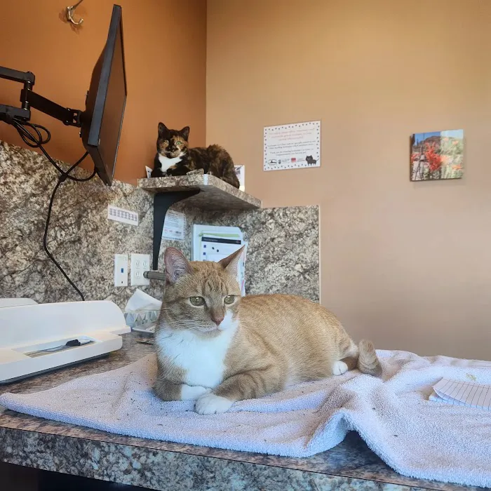 Scottsdale Cat Clinic Picture 2