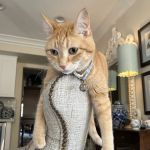 Scottsdale Cat Clinic