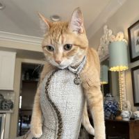 Scottsdale Cat Clinic ico
