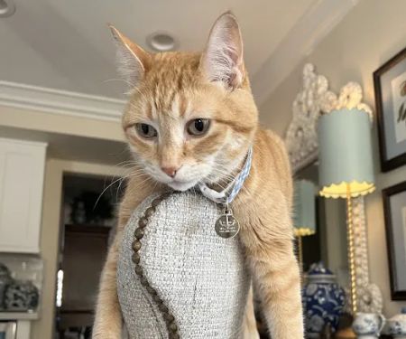 Scottsdale Cat Clinic
