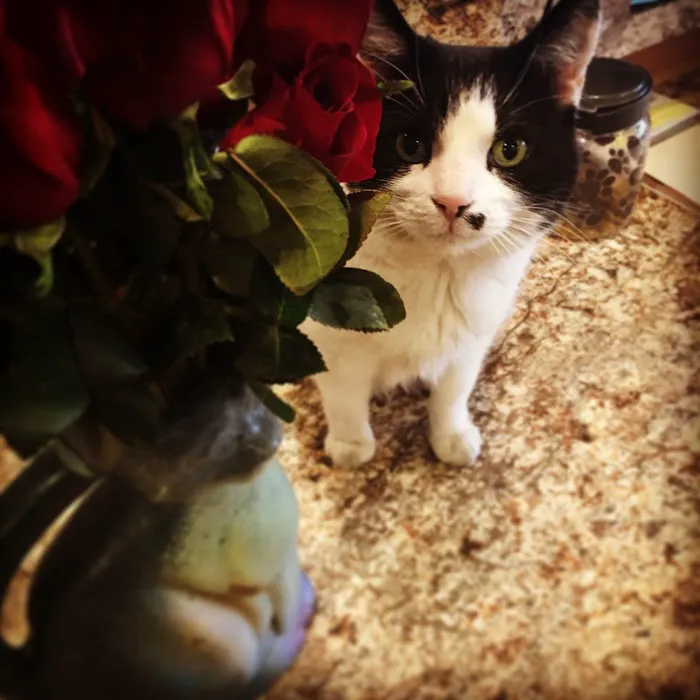 Scottsdale Cat Clinic Picture 5