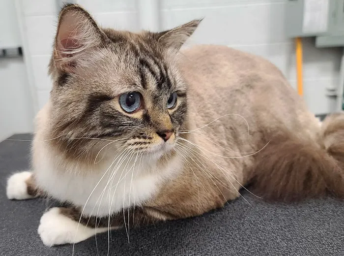 Scottsdale Cat Clinic Picture 6