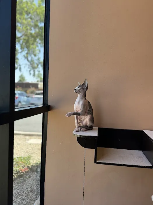 Scottsdale Cat Clinic Picture 8
