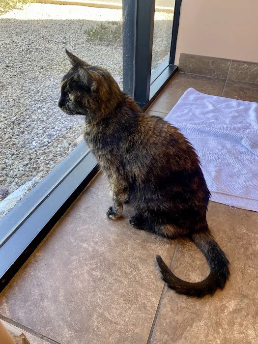 Scottsdale Cat Clinic Picture 7