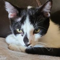 Ingleside Animal Hospital ico