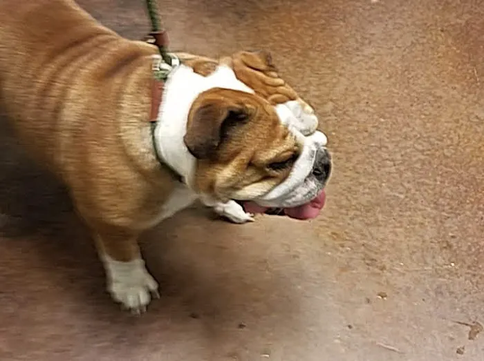 Ingleside Animal Hospital Picture 4