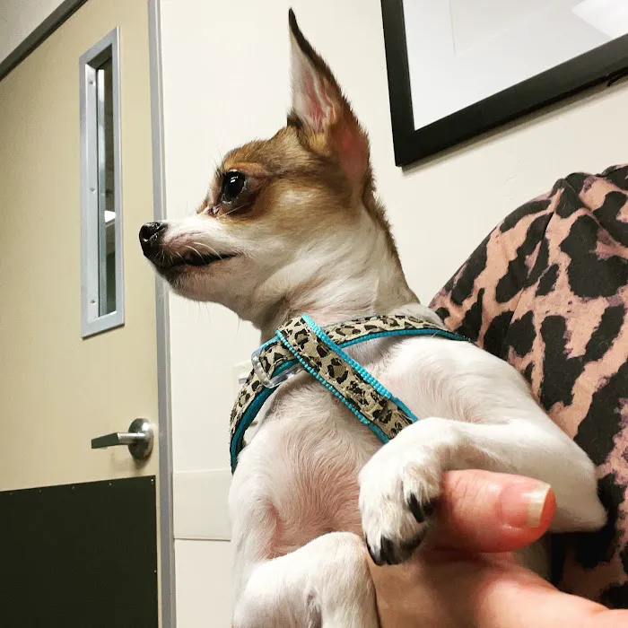 Ingleside Animal Hospital Picture 8