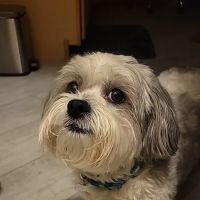 Higley Road Pet Clinic ico