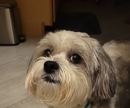 Higley Road Pet Clinic