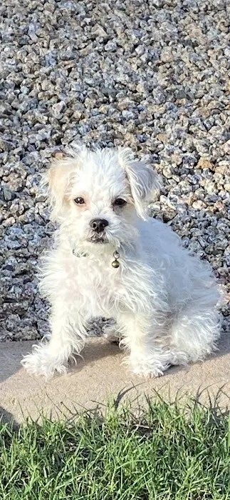 Higley Road Pet Clinic Picture 8