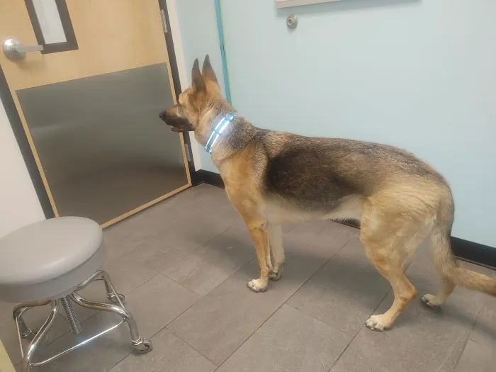 Banfield Pet Hospital Picture 1