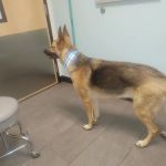 Banfield Pet Hospital