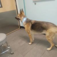 Banfield Pet Hospital ico