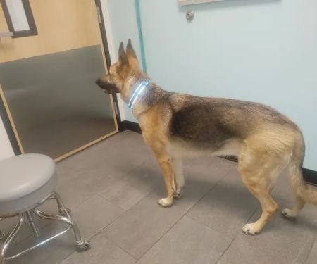 Banfield Pet Hospital
