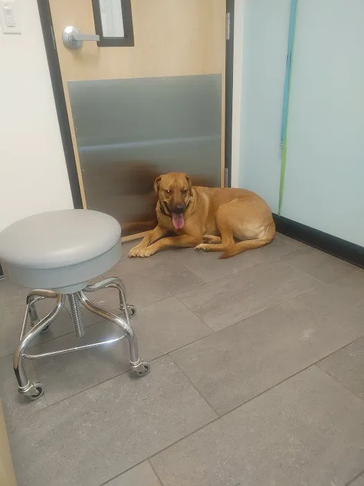 Banfield Pet Hospital Picture 9