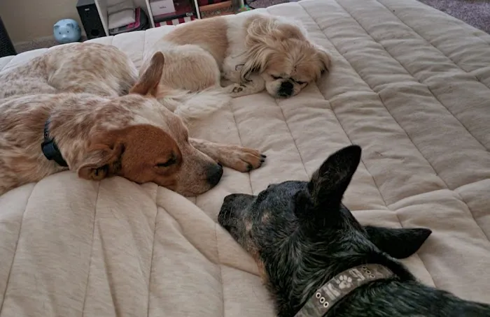 Banfield Pet Hospital Picture 10