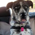 Higley Groves Animal Hospital
