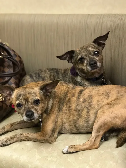 Higley Groves Animal Hospital Picture 9