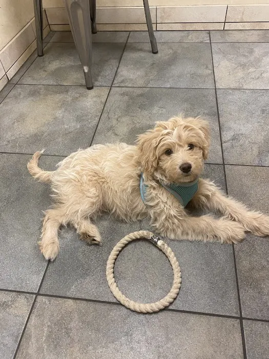 Higley Groves Animal Hospital Picture 7