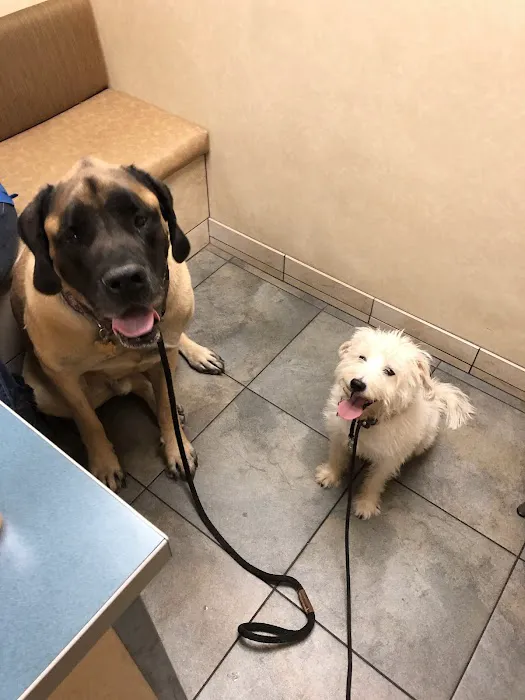 Higley Groves Animal Hospital Picture 8