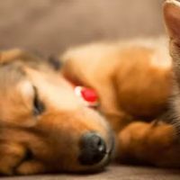 1st Pet Veterinary Centers - Mesa ico