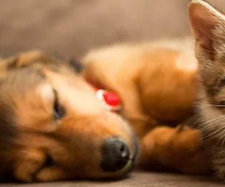 1st Pet Veterinary Centers - Mesa