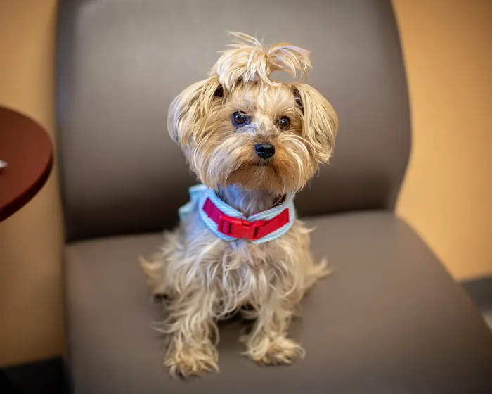 1st Pet Veterinary Centers - Mesa Picture 5