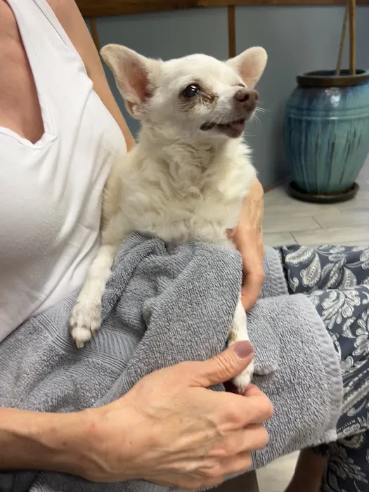 1st Pet Veterinary Centers - Mesa Picture 8