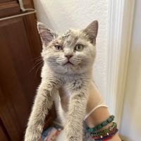 Vetco Total Care Animal Hospital ico