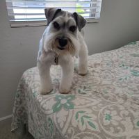 Vetco Vaccination Clinic ico