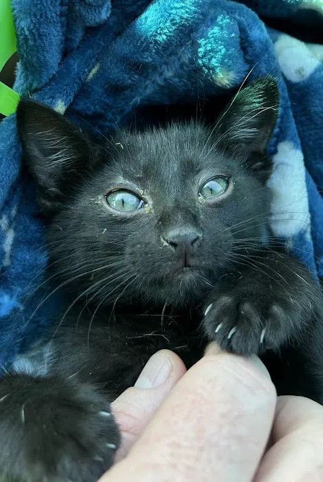 Vetco Vaccination Clinic Picture 2