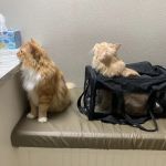 Warner Vista Animal Hospital