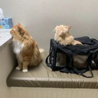 Warner Vista Animal Hospital ico