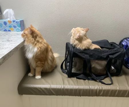 Warner Vista Animal Hospital