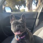 Applewood Animal Hospital