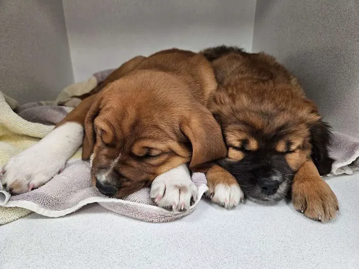 Trusted Paws Veterinary Clinic Picture 3