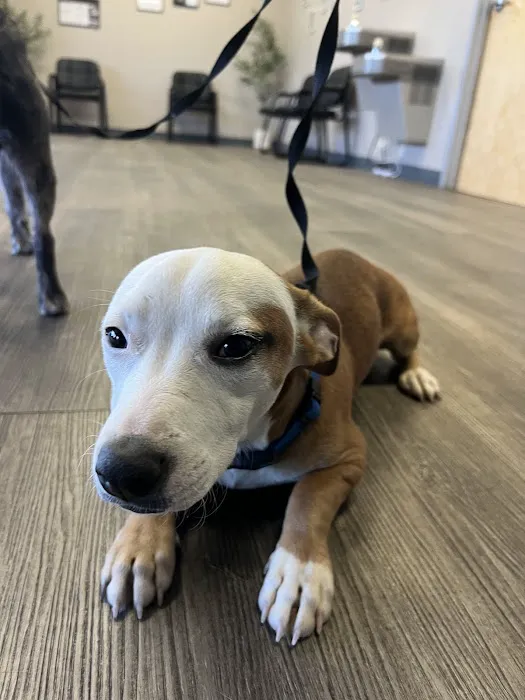 Trusted Paws Veterinary Clinic Picture 9