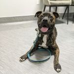 Countryside Animal Hospital