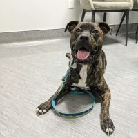 Countryside Animal Hospital ico