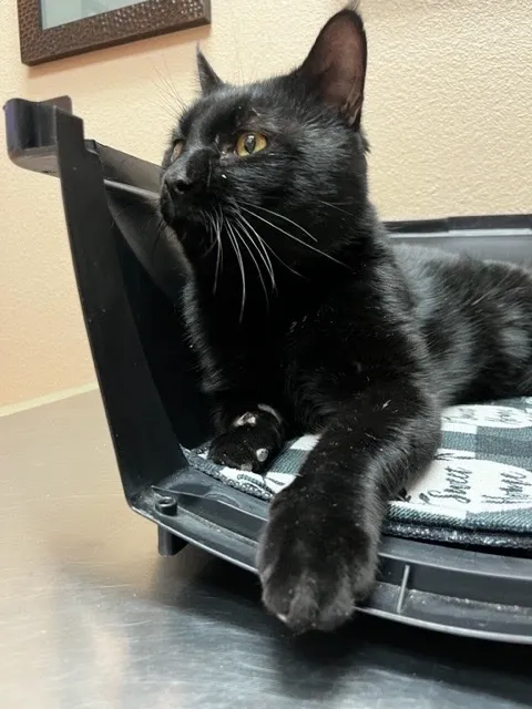 Homeward Bound Spay Neuter Hospital Picture 5