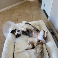 Homeward Bound Spay Neuter Hospital ico