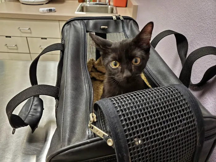 Homeward Bound Spay Neuter Hospital Picture 6