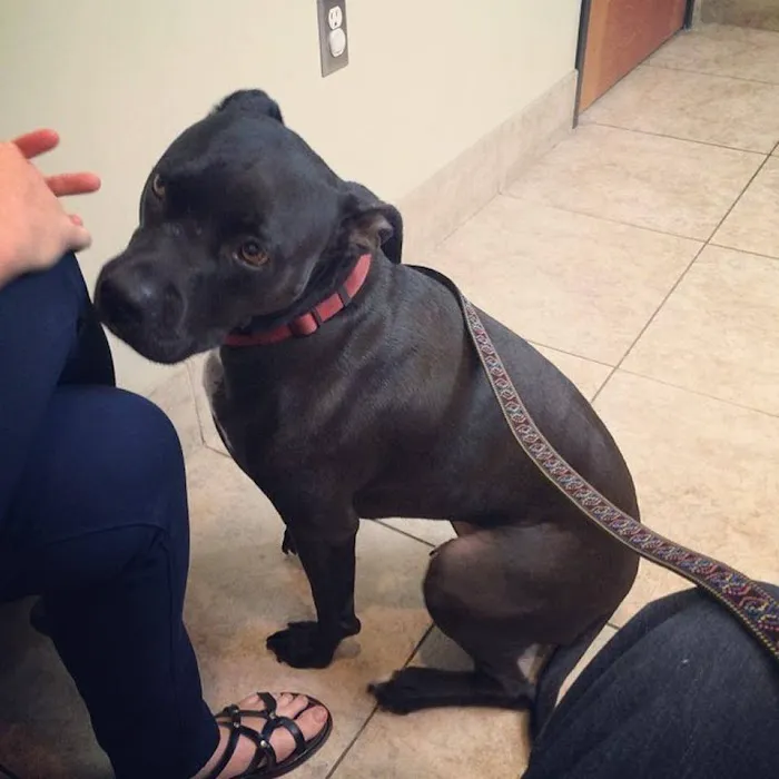 Gilbert Veterinary Hospital Picture 3