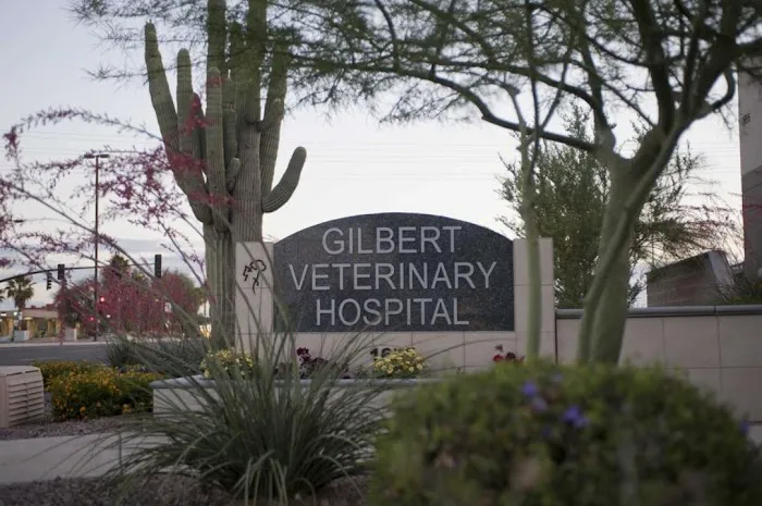 Gilbert Veterinary Hospital Picture 5