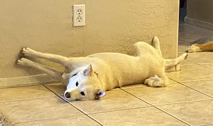 Gilbert Veterinary Hospital Picture 10