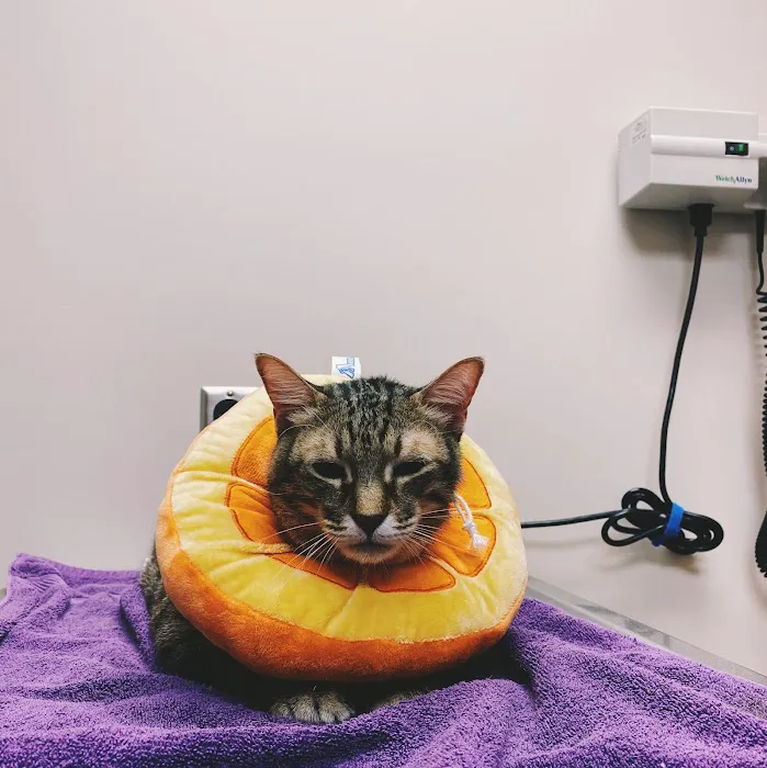 Gilbert Veterinary Hospital Picture 8