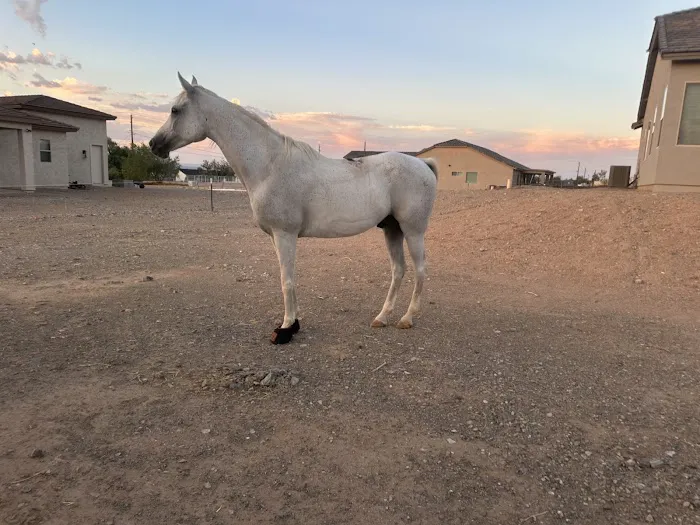 Arizona Equine Medical & Surgical Centre Picture 1