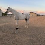 Arizona Equine Medical & Surgical Centre