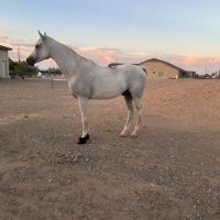 Arizona Equine Medical & Surgical Centre ico